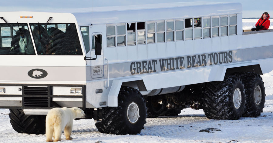 Great White Bear Tours Churchill Manitoba Kanada